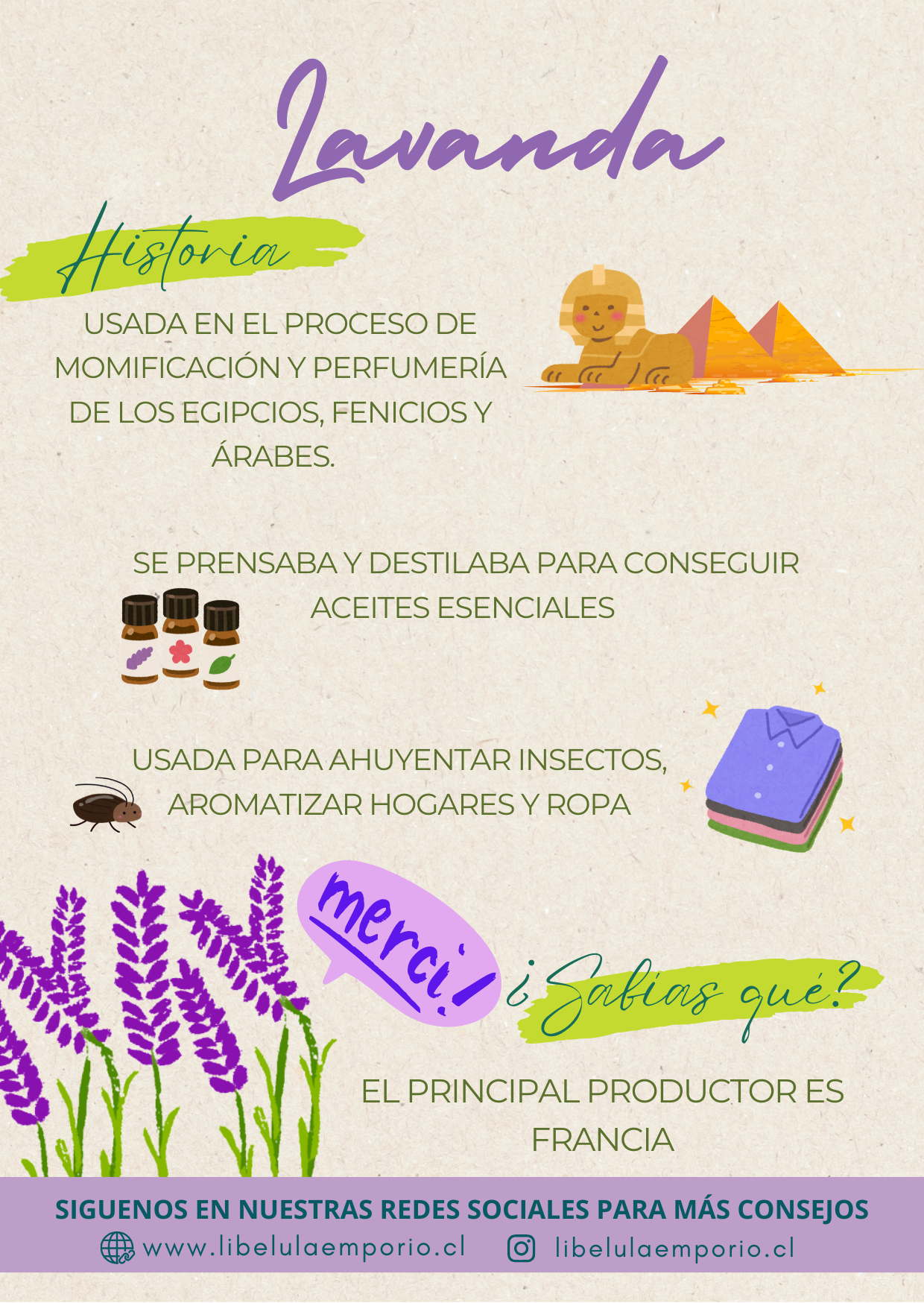 Lavanda Historia