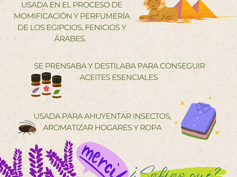 Lavanda Historia