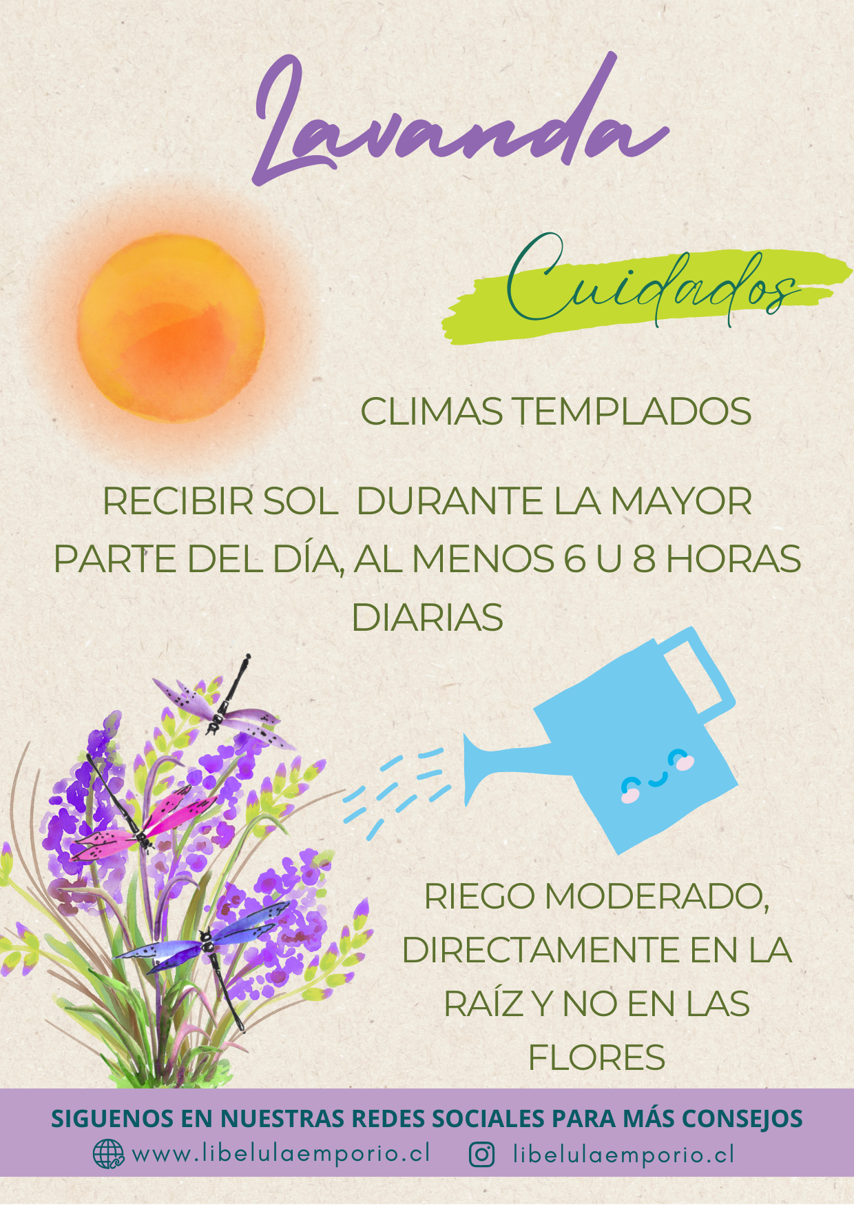 Lavanda Cuidados
