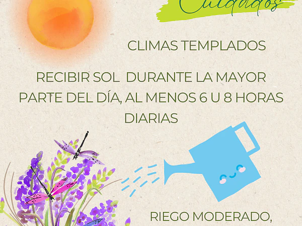Lavanda Cuidados