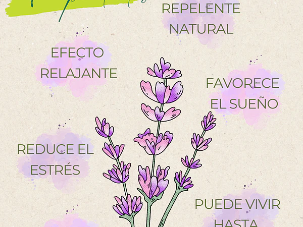 Lavanda Propiedades