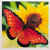 Juego de Pintura Diamante 5D DIY Mariposa Flor Amarilla 30x30 cms