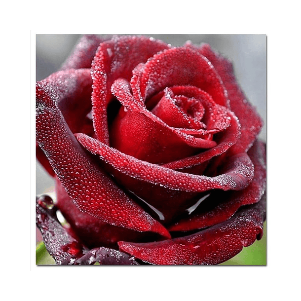 Juego Pintura de Diamantes 5D DIY - Rosa Roja 30x30 cms  1