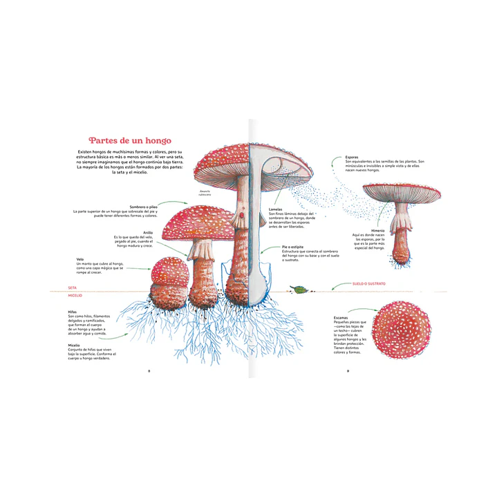 Reino Fungi, Octavia Mosciatti & Loreto Salinas 4