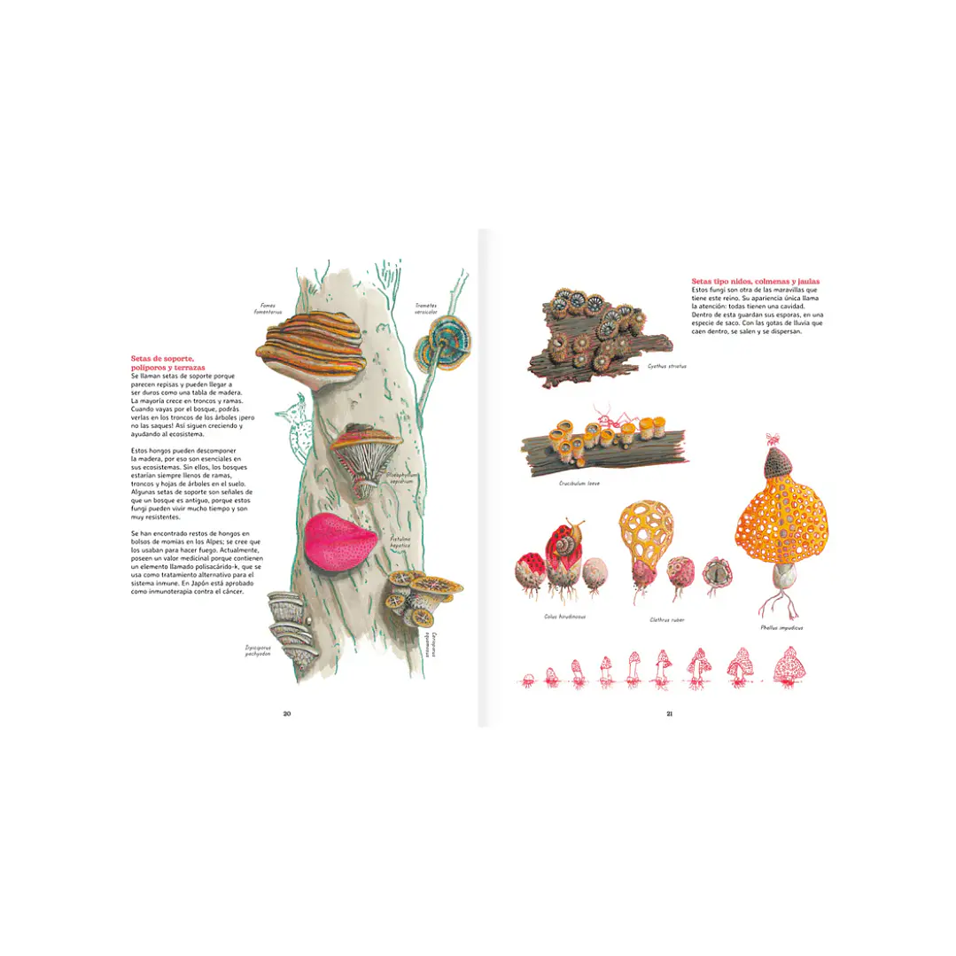 Reino Fungi, Octavia Mosciatti & Loreto Salinas 7