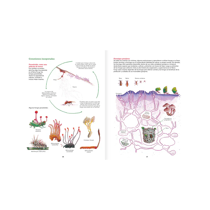 Reino Fungi, Octavia Mosciatti & Loreto Salinas 8