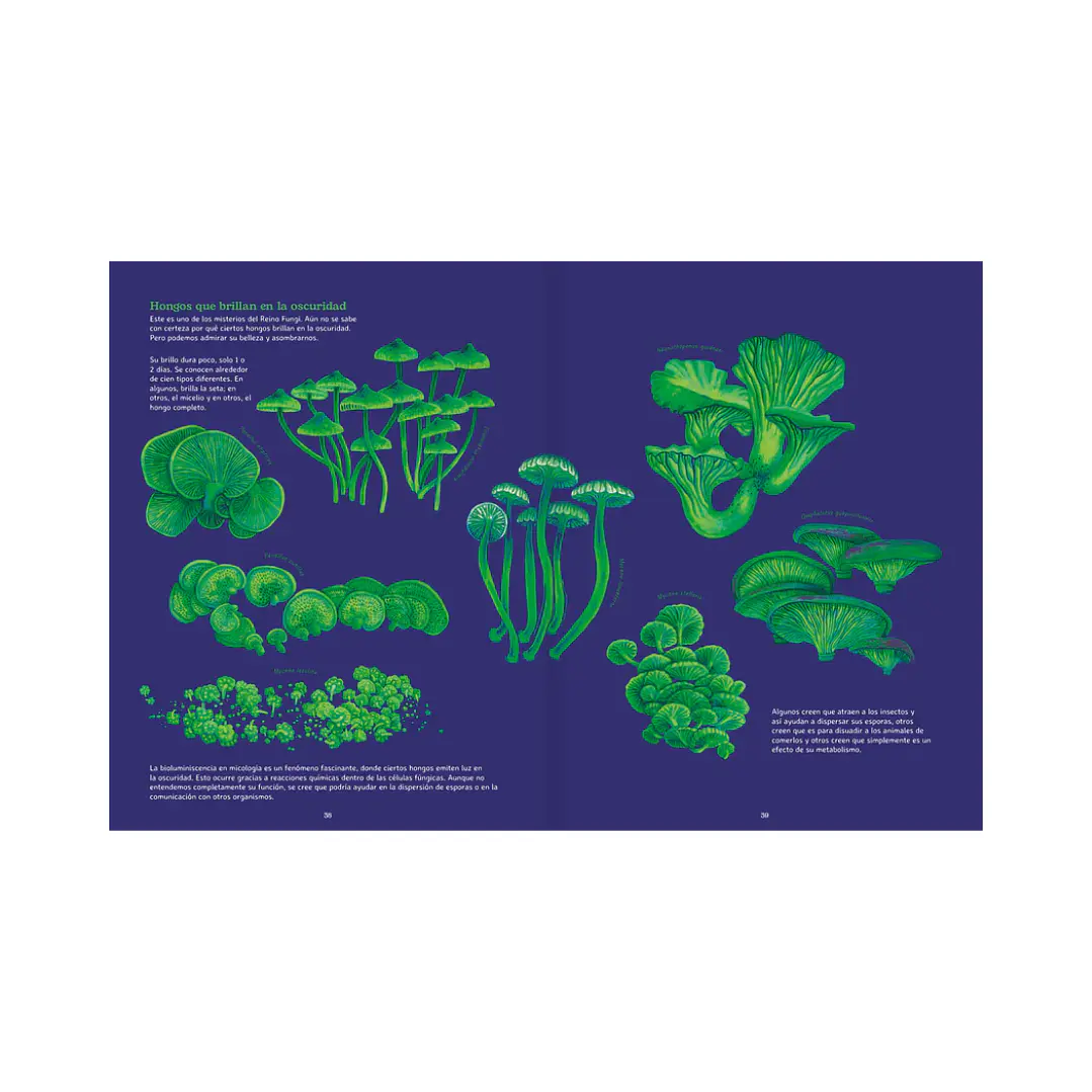 Reino Fungi, Octavia Mosciatti & Loreto Salinas 9