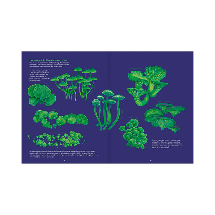 Reino Fungi, Octavia Mosciatti & Loreto Salinas 9