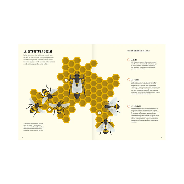 El mundo de las abejas, Cristina Banfi & Giulia de Amicis 7