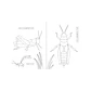 Insectopinta, Daniel Aguilera-Olivares & Itza Maturana - Miniatura 2