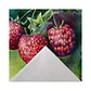 Block De Dibujo Canson Graduate A4 160gr 30 Hojas - Miniatura 2