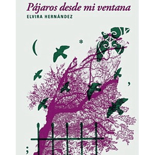 Pajaros Desde Mi Ventana