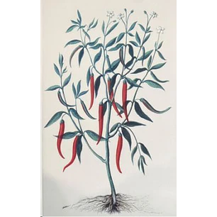 Capsicum Annuum Libreta