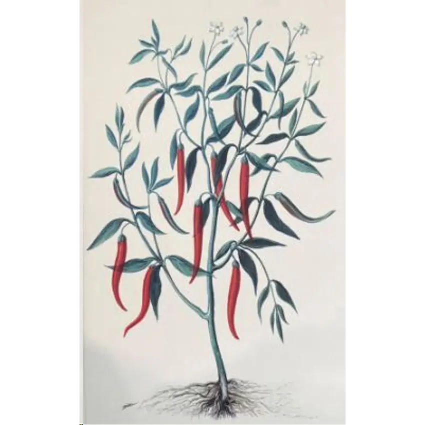 Capsicum Annuum Libreta 1
