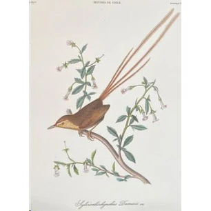 Pajaro Grande Libreta