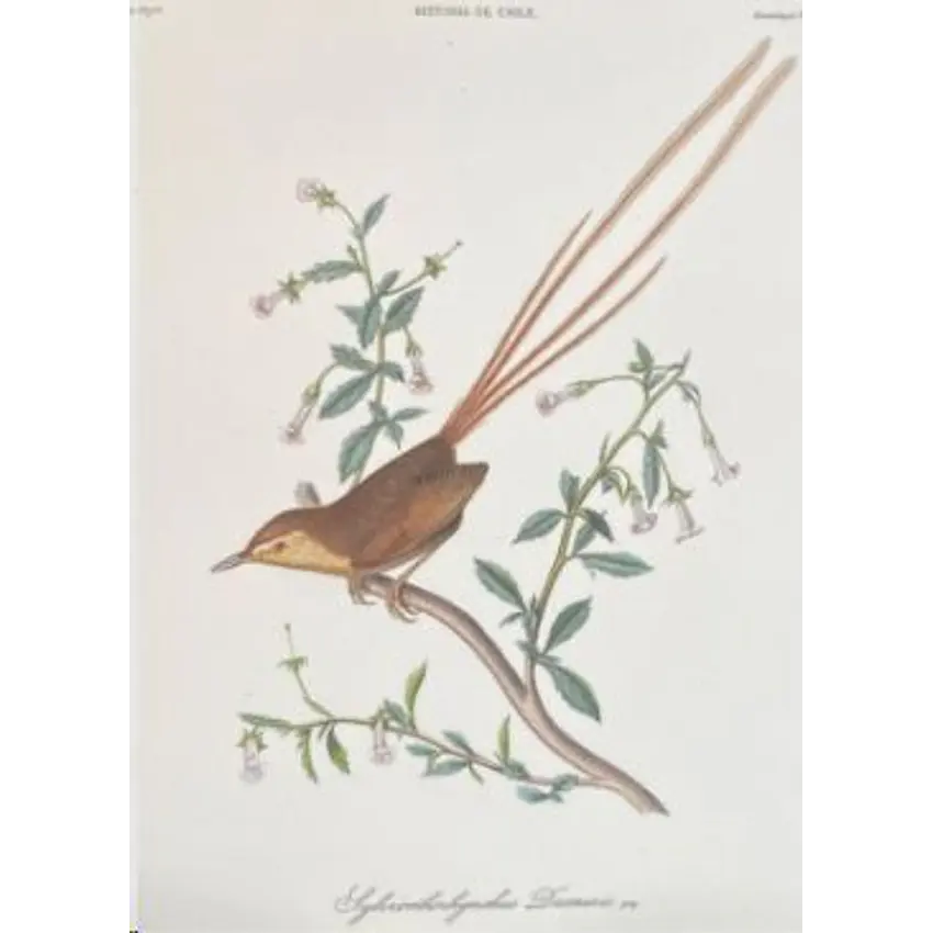 Pajaro Grande Libreta 1