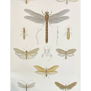 Libelula Libreta