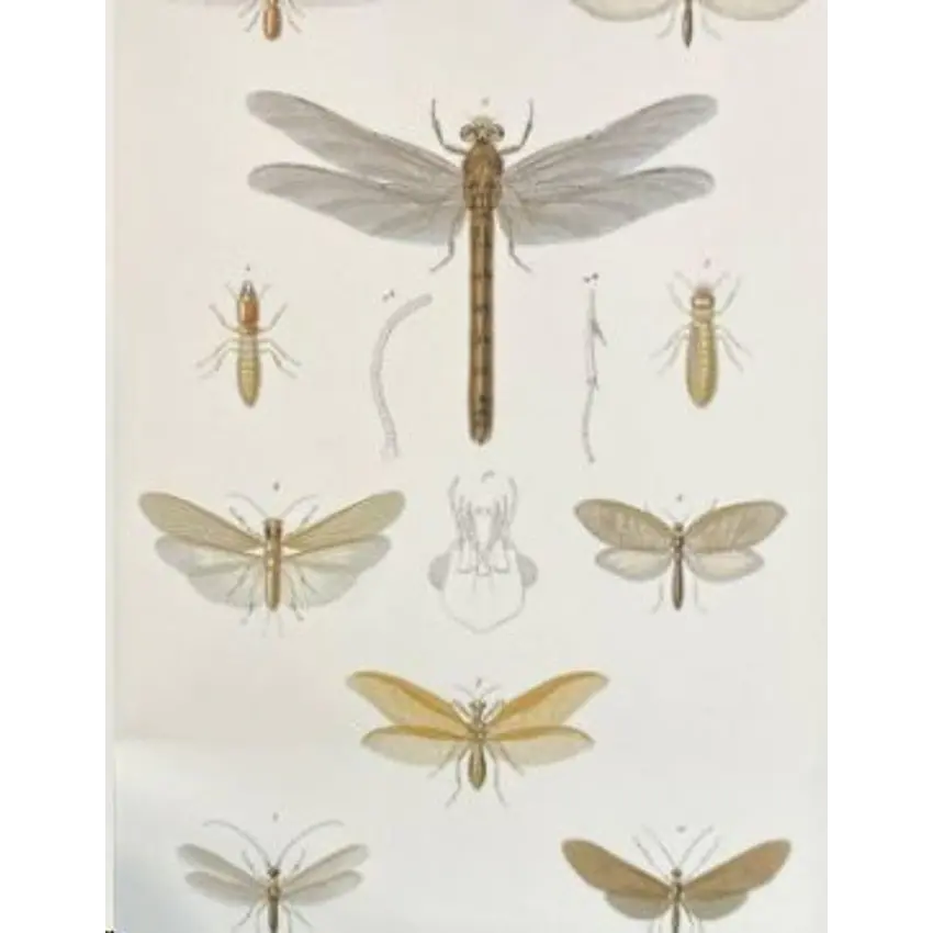 Libelula Libreta 1