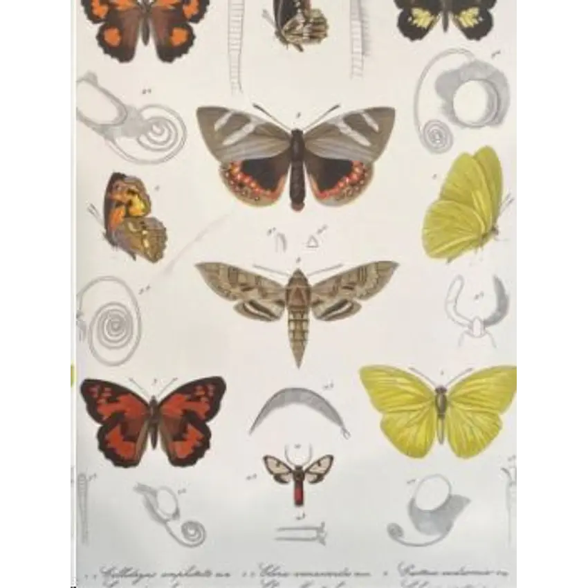 Mariposas Y Polillas Libreta 1