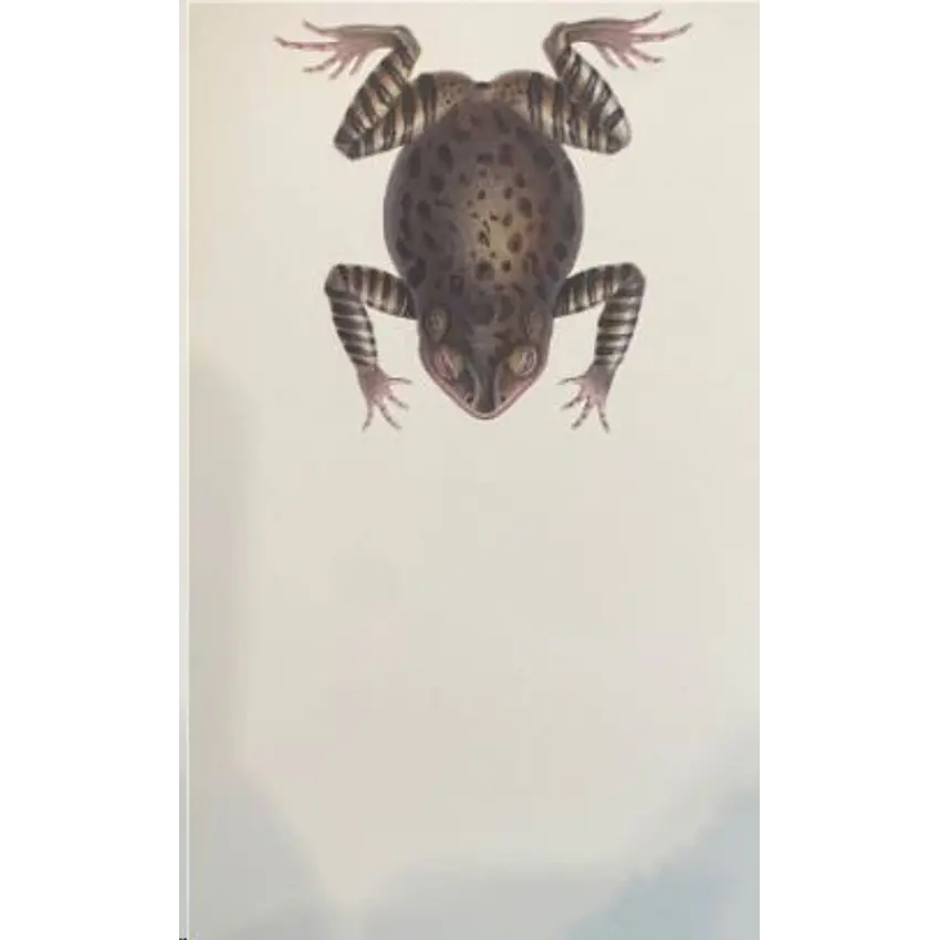 Sapo Espinoso Andino Libreta 1