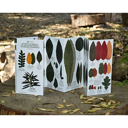 Hojas De Los Arboles De La Selva Valdiviana Y Los Bosques Patagonicos. Guia De Campo