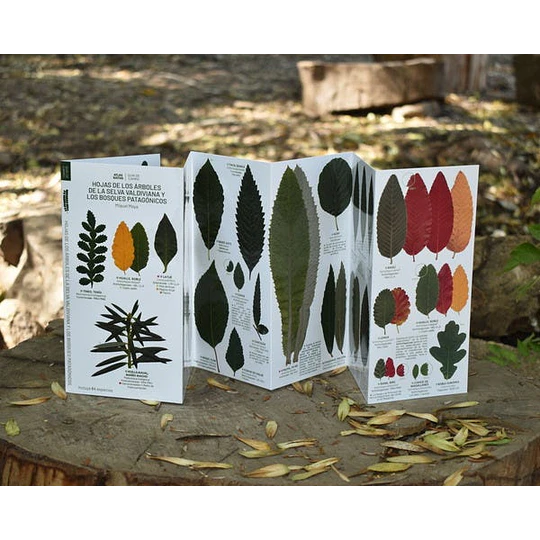 Hojas De Los Arboles De La Selva Valdiviana Y Los Bosques Patagonicos. Guia De Campo