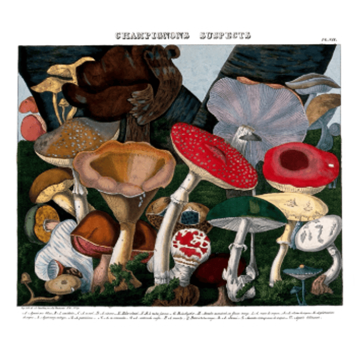 Impreso Hongos Sospechosos - Descourtilz, Michel 1