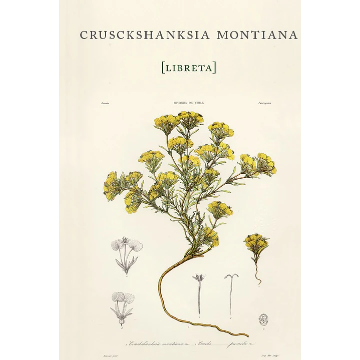 Libreta Crusckshanksia Montiana  - Gay, Claudio 1