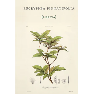 Libreta Eucryphia Pinnatifolia - Gay, Claudio
