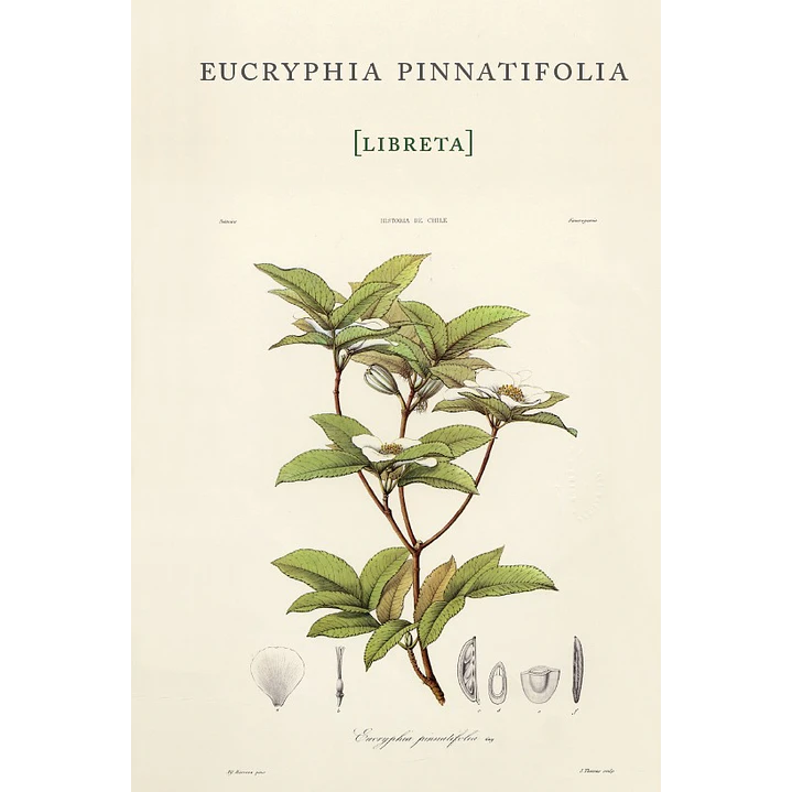 Libreta Eucryphia Pinnatifolia - Gay, Claudio 1