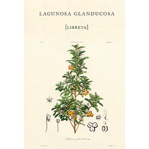 Libreta Lagunosa Glanducosa - Gay, Claudio