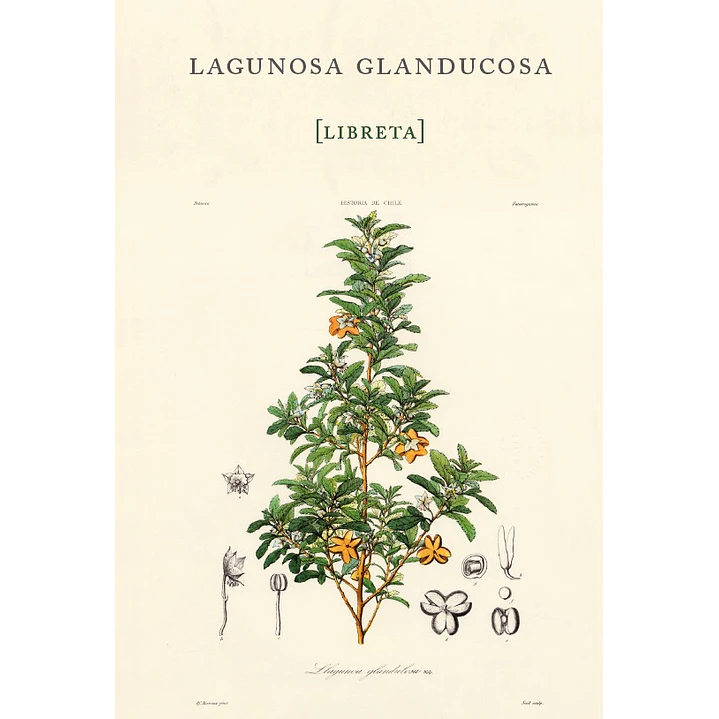 Libreta Lagunosa Glanducosa - Gay, Claudio 1