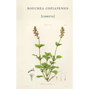 Libreta Bouchea Copiapensis - Gay, Claudio