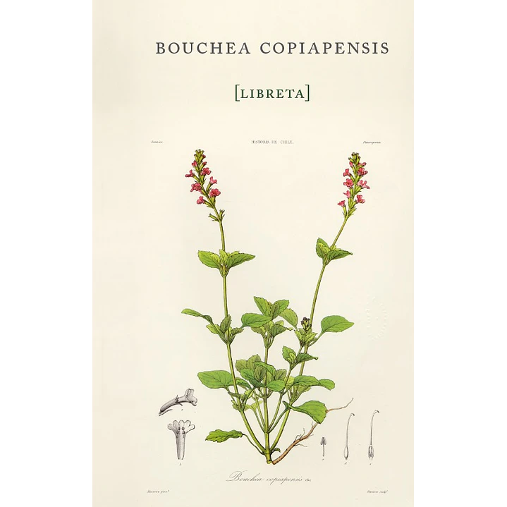 Libreta Bouchea Copiapensis - Gay, Claudio 1