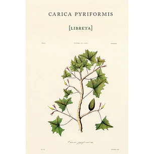 Libreta Carica Pyriformis - Gay, Claudio