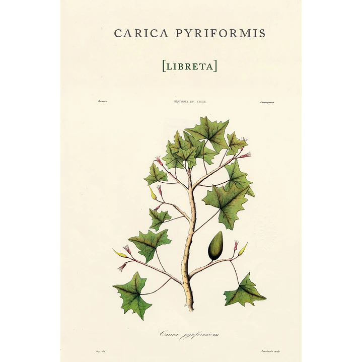 Libreta Carica Pyriformis - Gay, Claudio 1