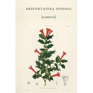 Libreta Desfontainea Spinosa - Gay, Claudio