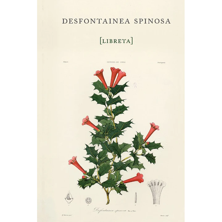 Libreta Desfontainea Spinosa - Gay, Claudio 1