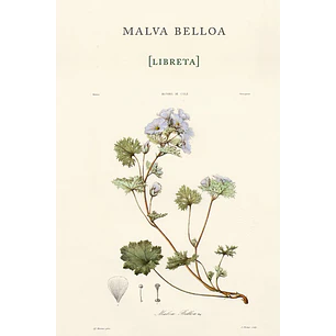 Libreta Malva Belloa - Gay, Claudio