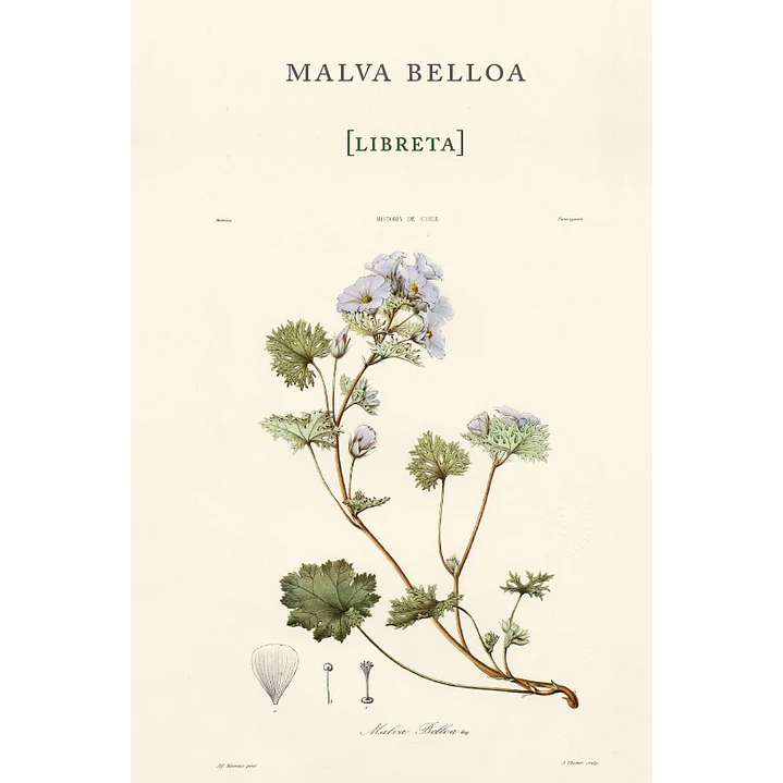 Libreta Malva Belloa - Gay, Claudio 1