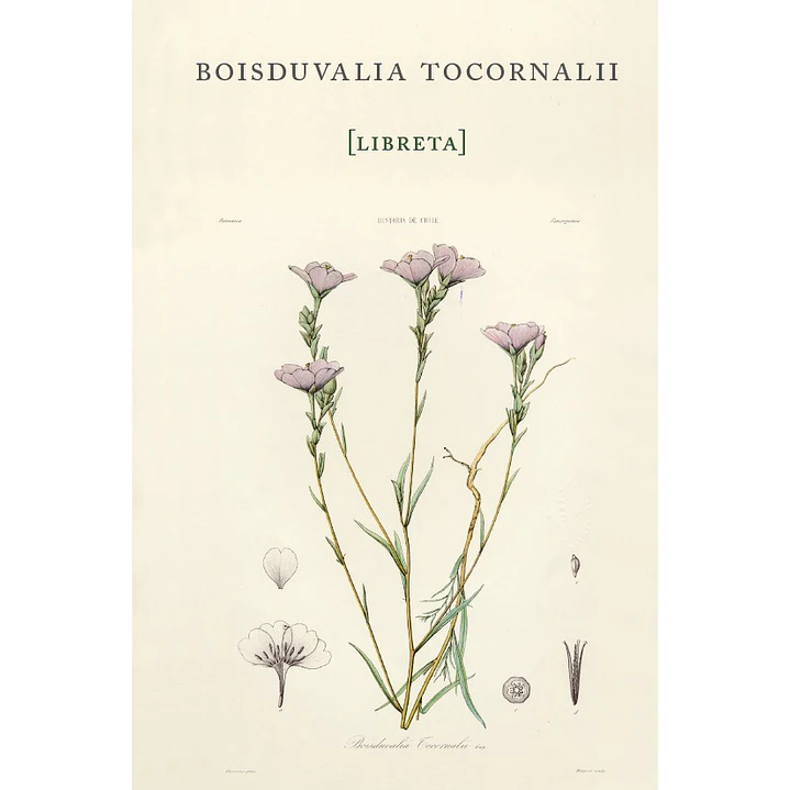 Libreta Boisduvalia Tocornali - Gay, Claudio 1