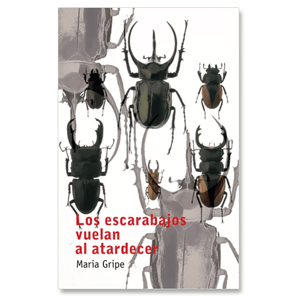 Los escarabajos vuelan al atardecer 