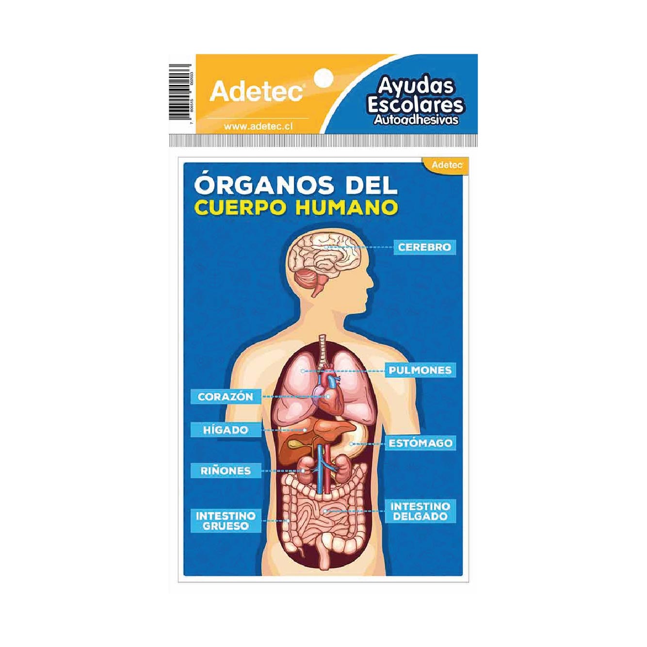 Ayuda Escolar Autoadhesiva Cuerpo Humano