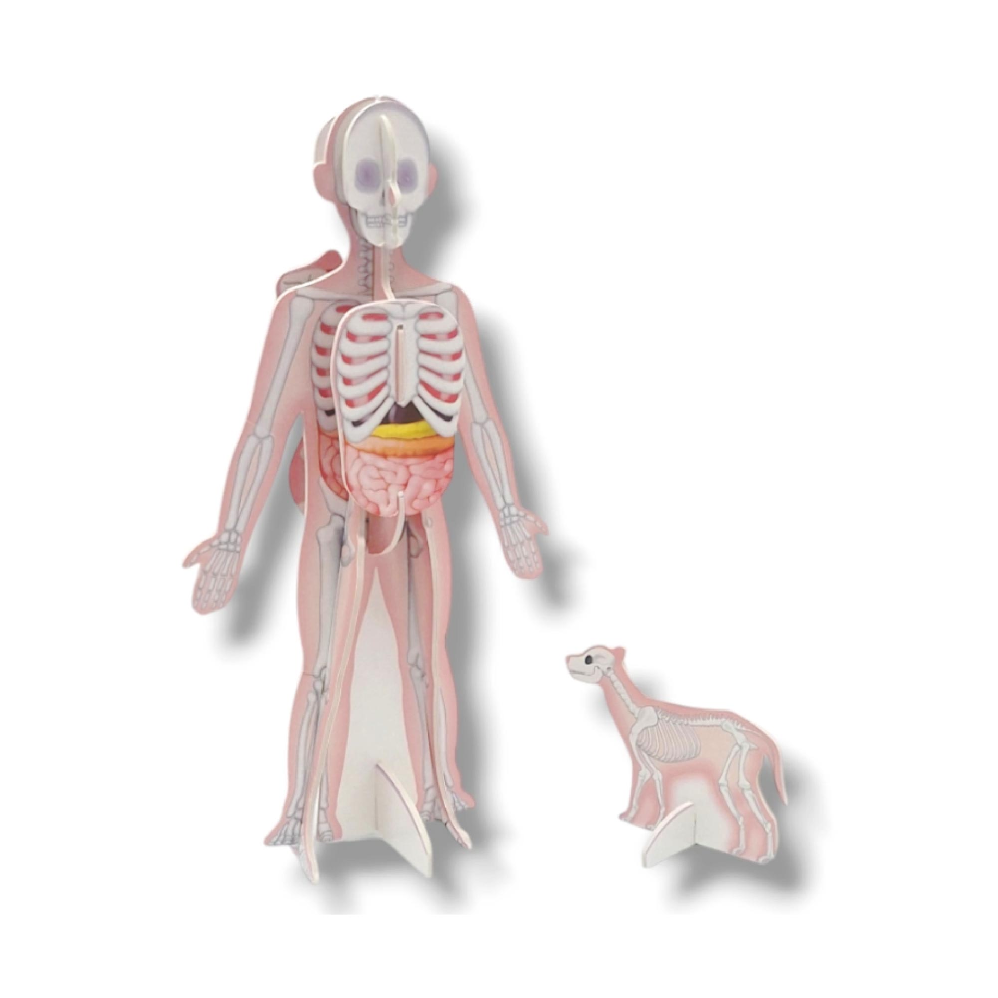 Kit de Construcción: Cuerpo Humano
