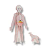 Kit de Construcción: Cuerpo Humano