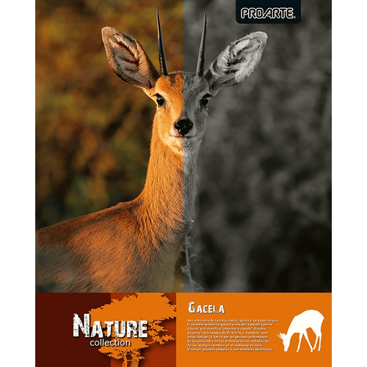 Pack 10 cuadernos universitarios Proarte Natura 13