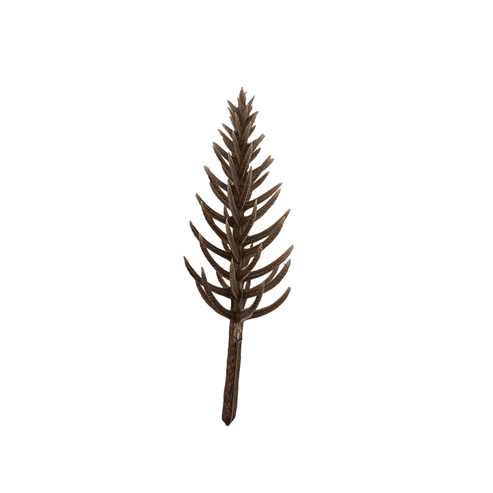 Pack 6 Arboles Maqueta Verde-Café 5