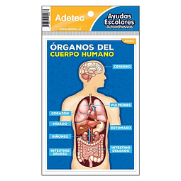 Etiqueta Órganos Del Cuerpo Humano Adhesiva Adetec