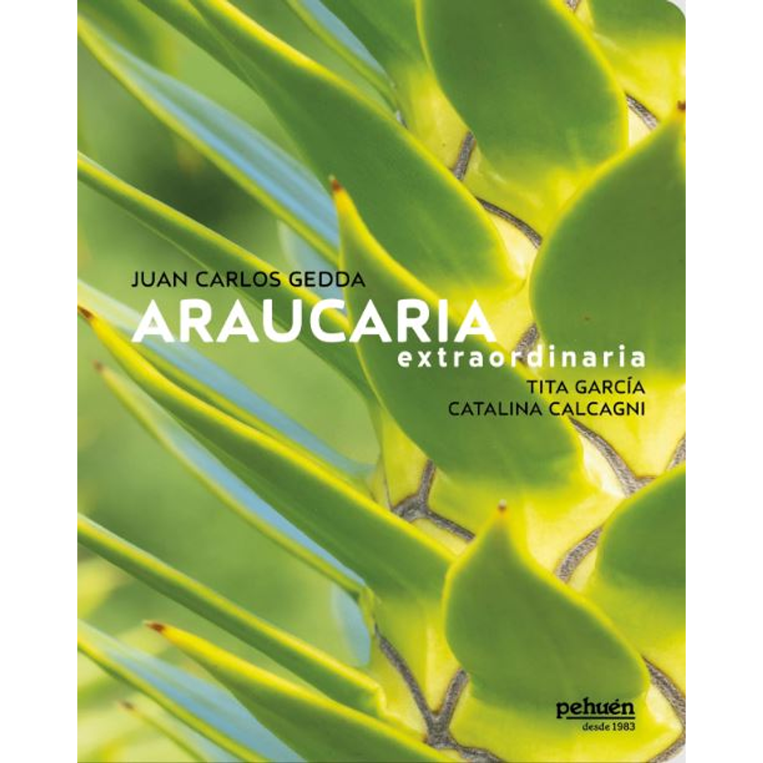 Araucaria Extraordinaria