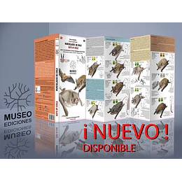 Murciélagos De Chile
